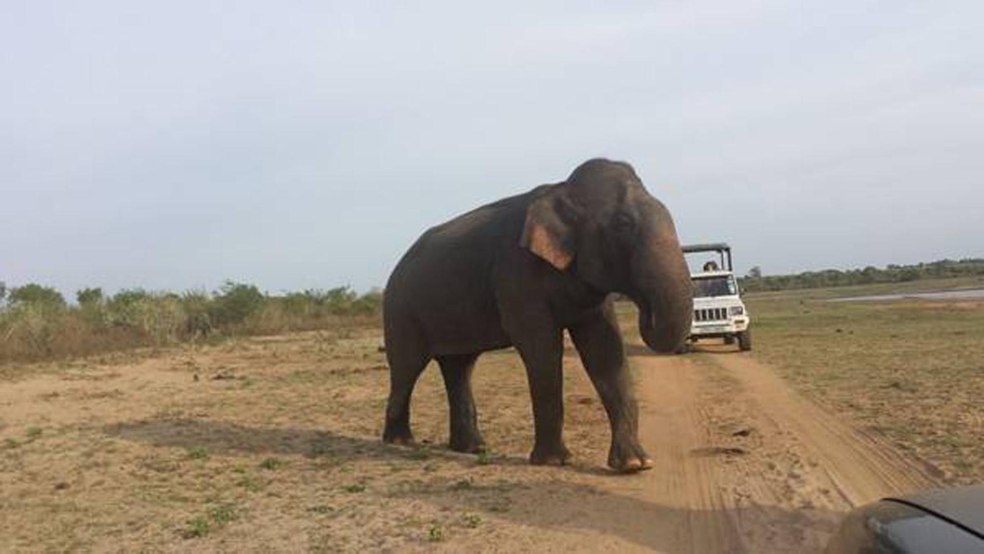 Bed and breakfast Share Safari House Uda Walawe Extérieur photo